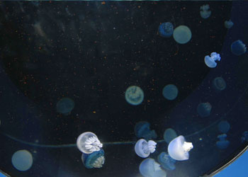 jellyfish