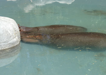 hippos