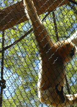 orangutan2