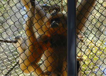 orangutans