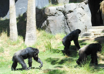 threeapes