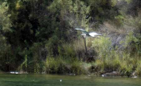 Colorado River - 09